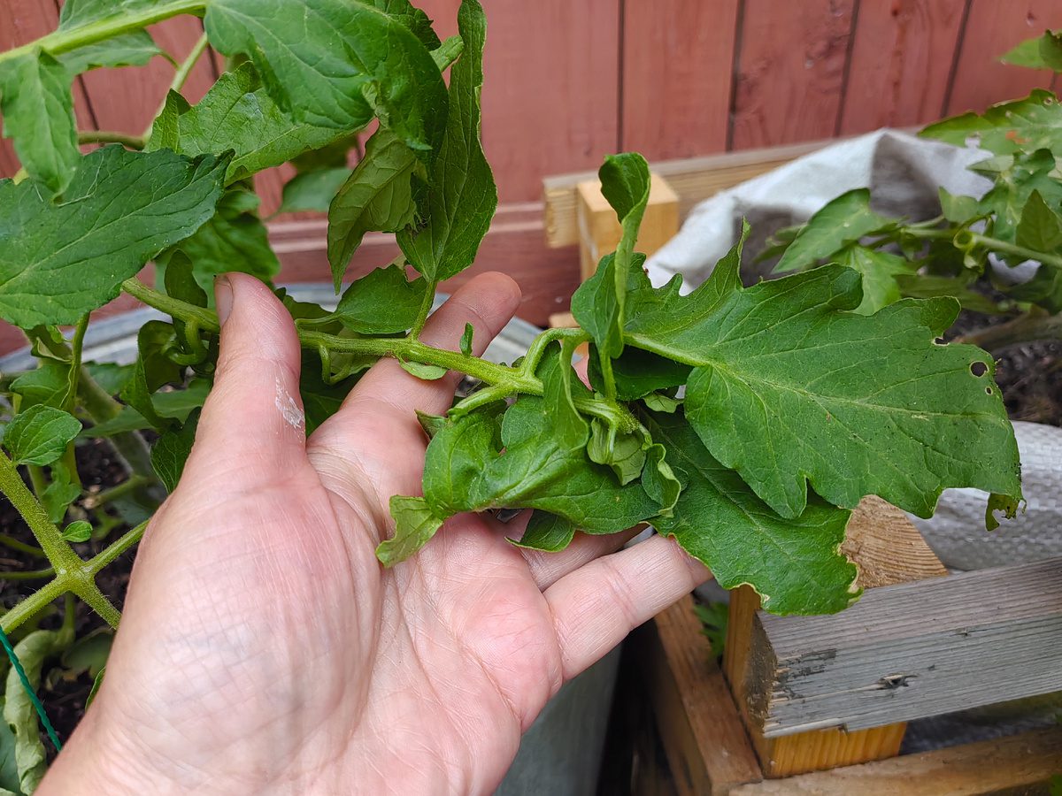 Експерти пояснили, як виправити жирування томатів простим способом – правильна обрізка