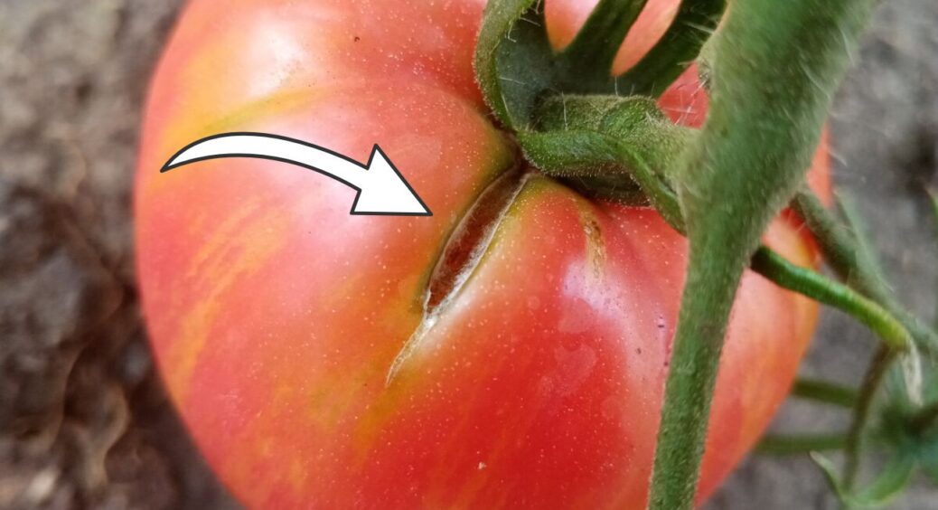Помідори тріскались, поки я не зробила 1 хитрість з поливом: тепер шкірка щільна, а плоди – соковиті 