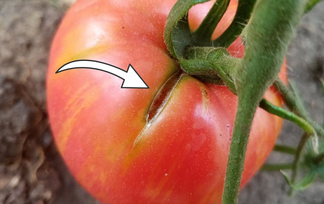 Чому помідори тріскаються