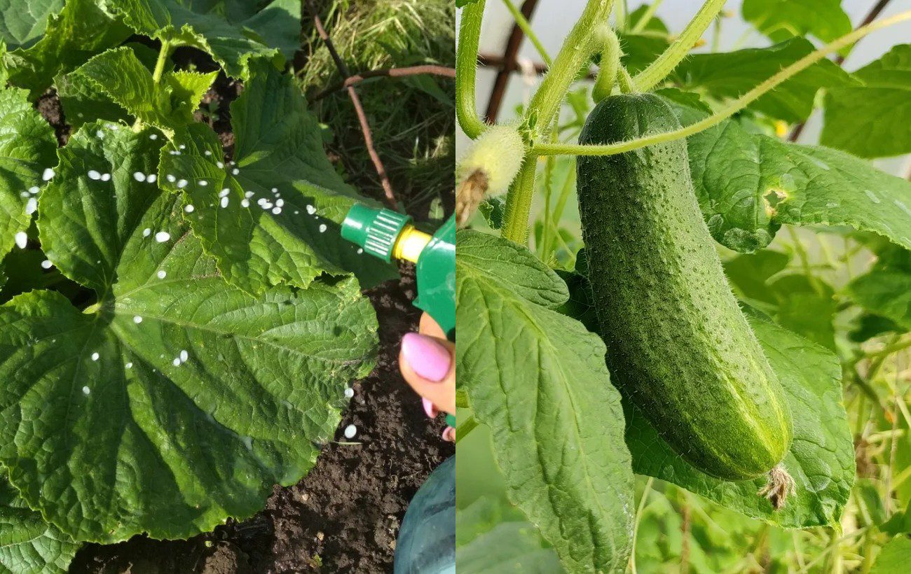 Експерти розповіли, як боротися зі шкідниками на огірках