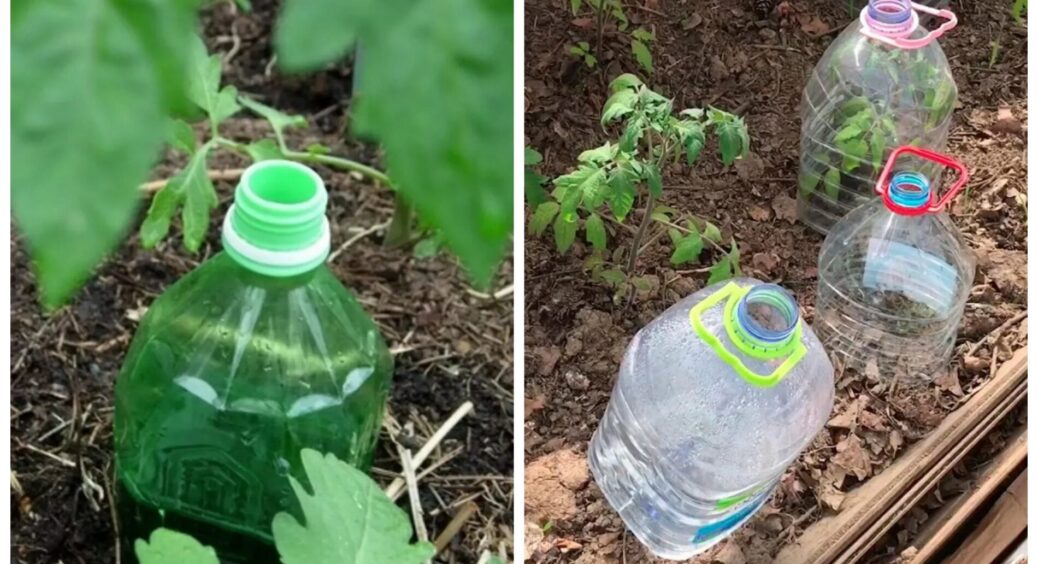 Організувала крапельне зрошування всього городу за 50 грн замість дорогої системи: врожаю у 3 рази більше 