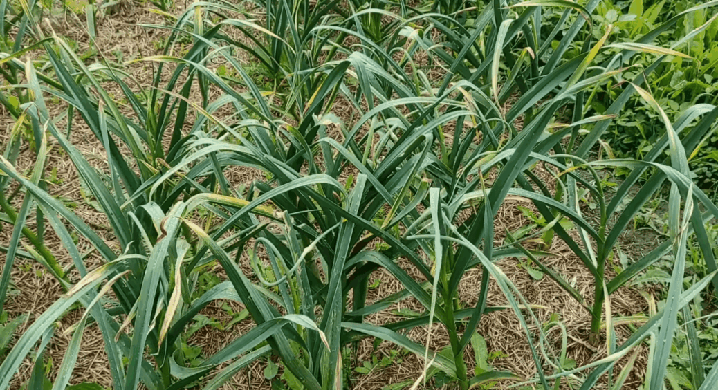 Листя жовте, корінь мертвий, а в землі – ні душі: біопрепарат 1:100 і часник оживає без “хімії” 