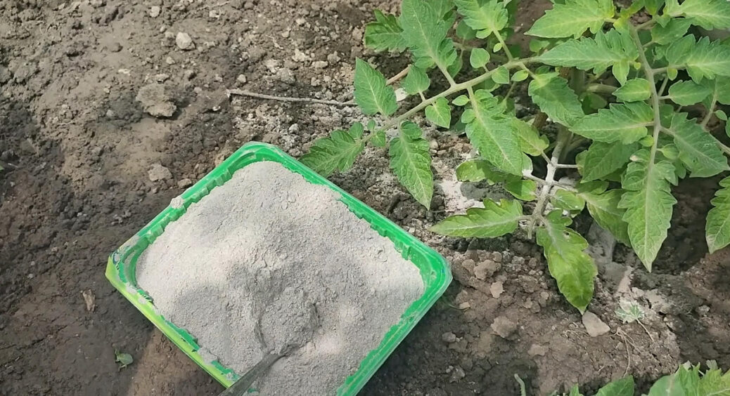 Попіл ніколи не викидаю, бо такого добрива у магазині не купиш: всього склянка збільшує врожайність у 3 рази 