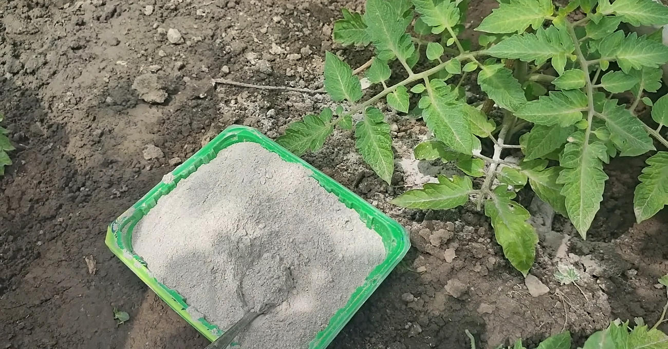 Агрономи пояснили, як попіл впливає на врожайність грядок