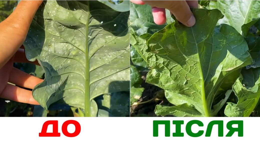 1 ложка на літр води – і білокрилка розчинилась у повітрі: врятувала капусту від її найзапеклішого ворога 