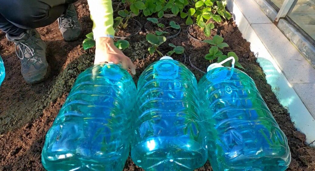 Розумні городники не викидають пусті пляшки, а використовують ось так: 3 “плюси” – і жодних мінусів 