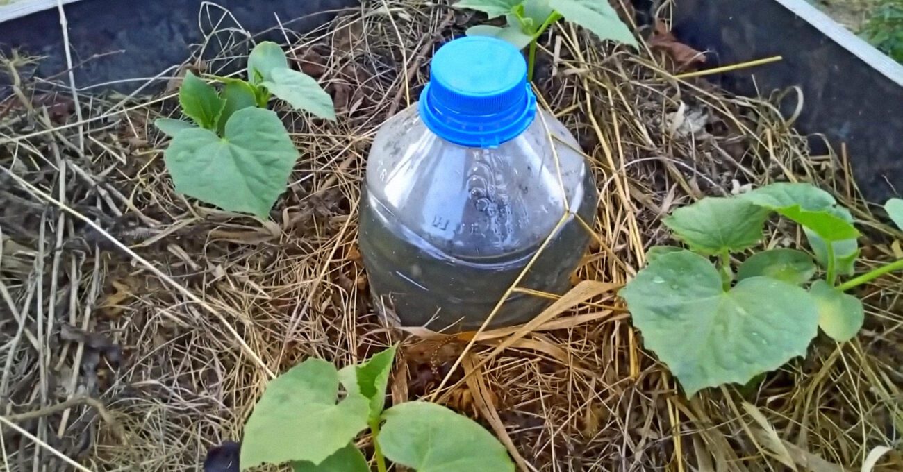 Городники пояснили, як за допомогою пляшки у грунті зекономити на воді 