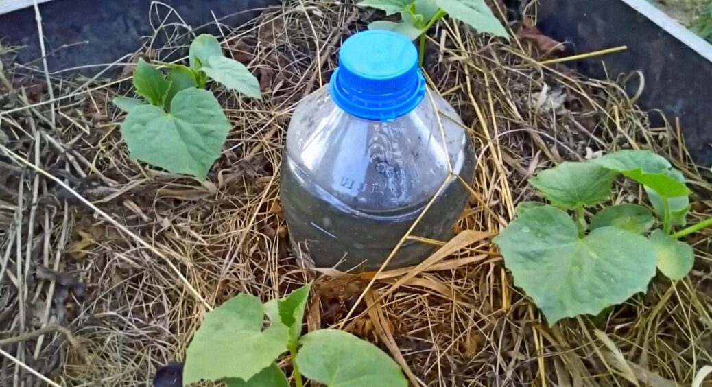 Закопала пляшку з отвором біля кореня – і поливати ділянку доводиться втричі рідше: економія на воді шалена 