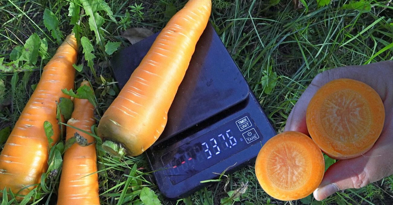 Агрономи порадили настій, що збільшує врожай моркви та покращує її смак