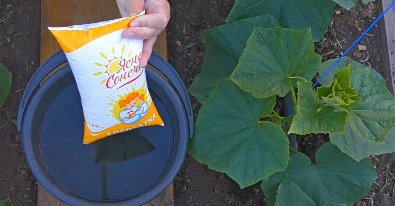 Городники пояснили, як готувати підживки для огірків з молочних продуктів