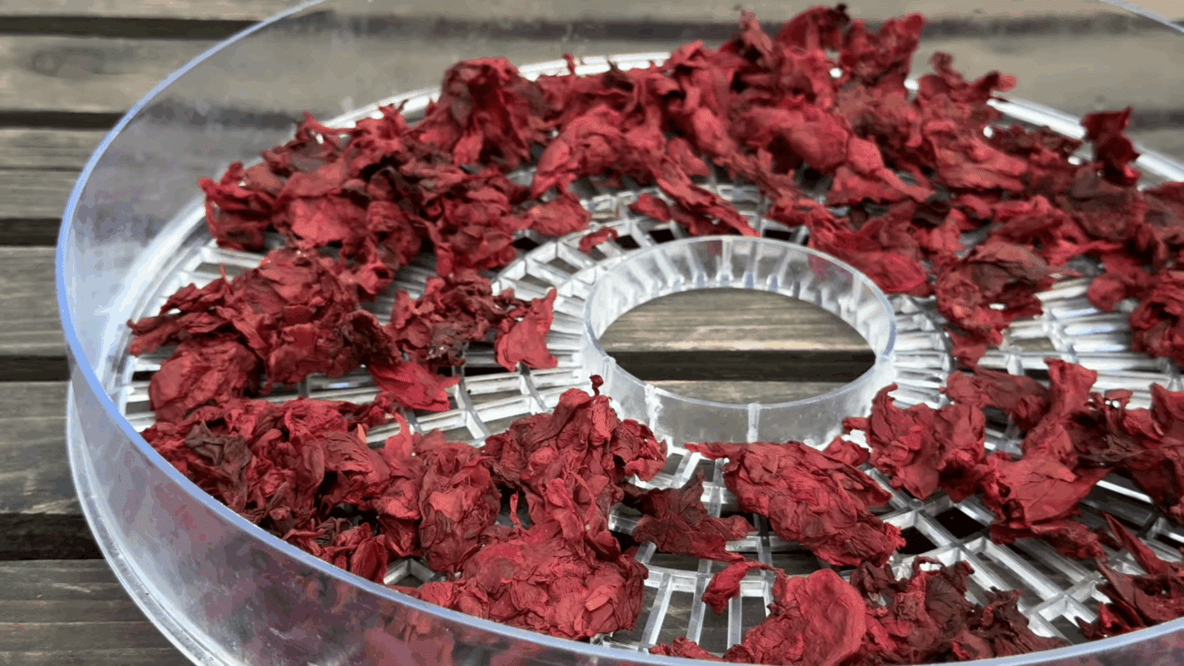 Експерти розповіли, як приготувати справжній трояндовий чай