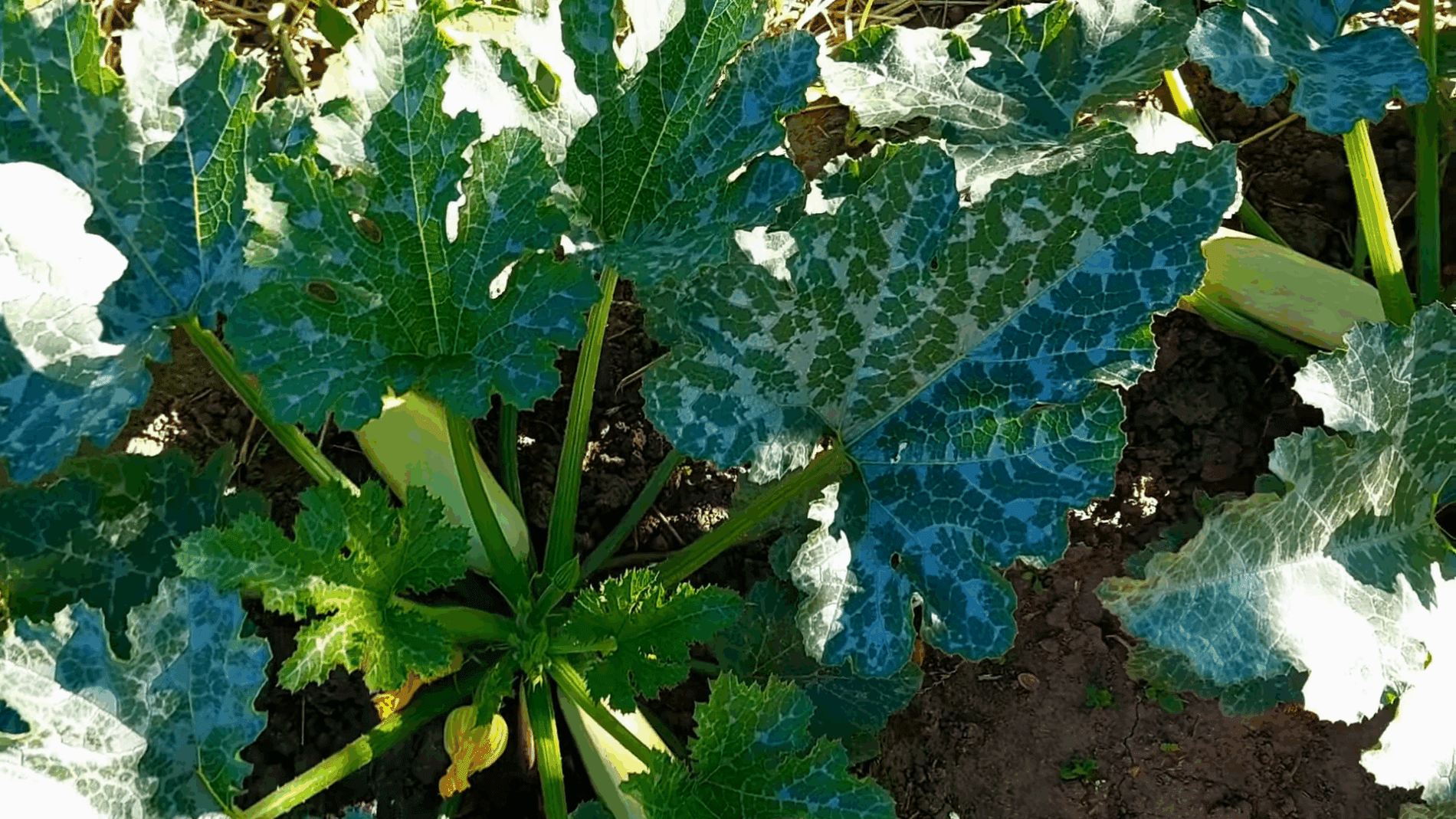 Експерти розповіли, чому гниють та жовтіють кабачки і як допомогти