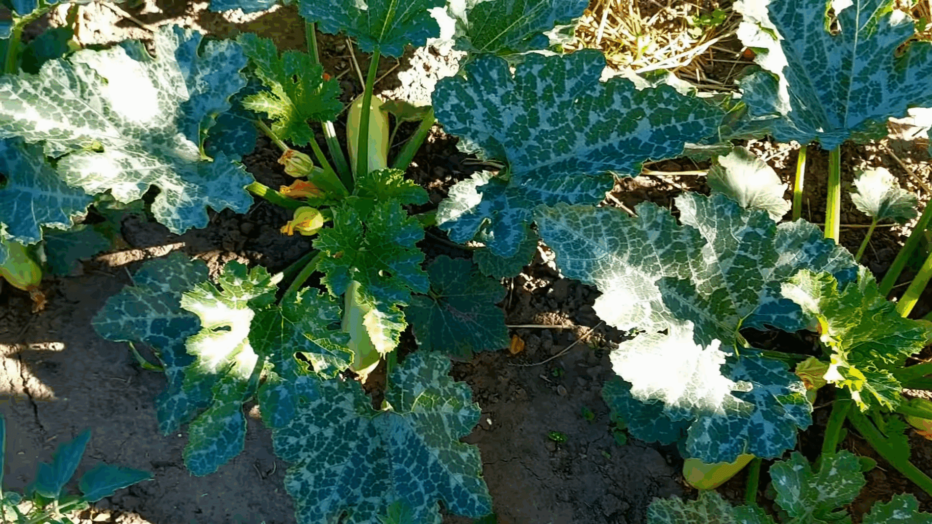 Експерти розповіли, чому гниють та жовтіють кабачки і як допомогти