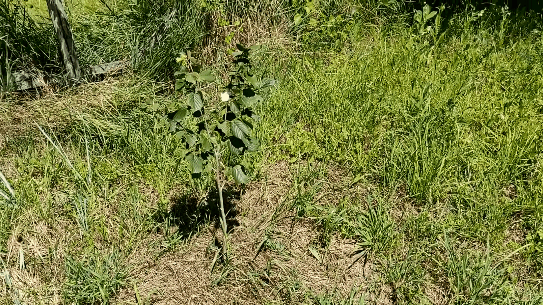 Експерти розповіли, чому варто зривати горішки з молодих саджанців фундука
