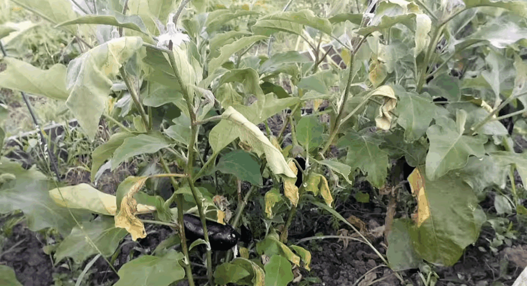 Половина листка жовта, інша – ні? Це вертицильоз. Сусідка сказала, що 3 краплі цього – і все буде гуд 