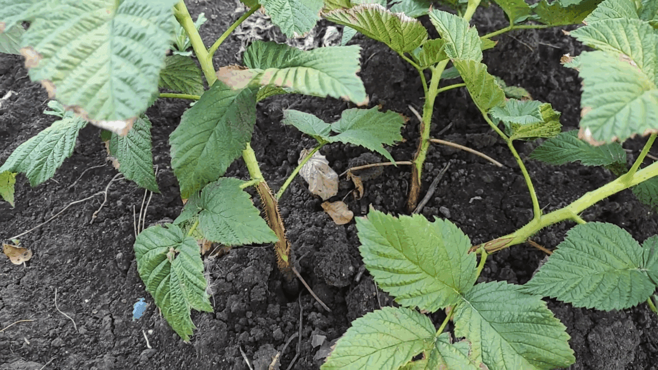 Експерти розповіли, як позбутися пурпурової плямистості на малині