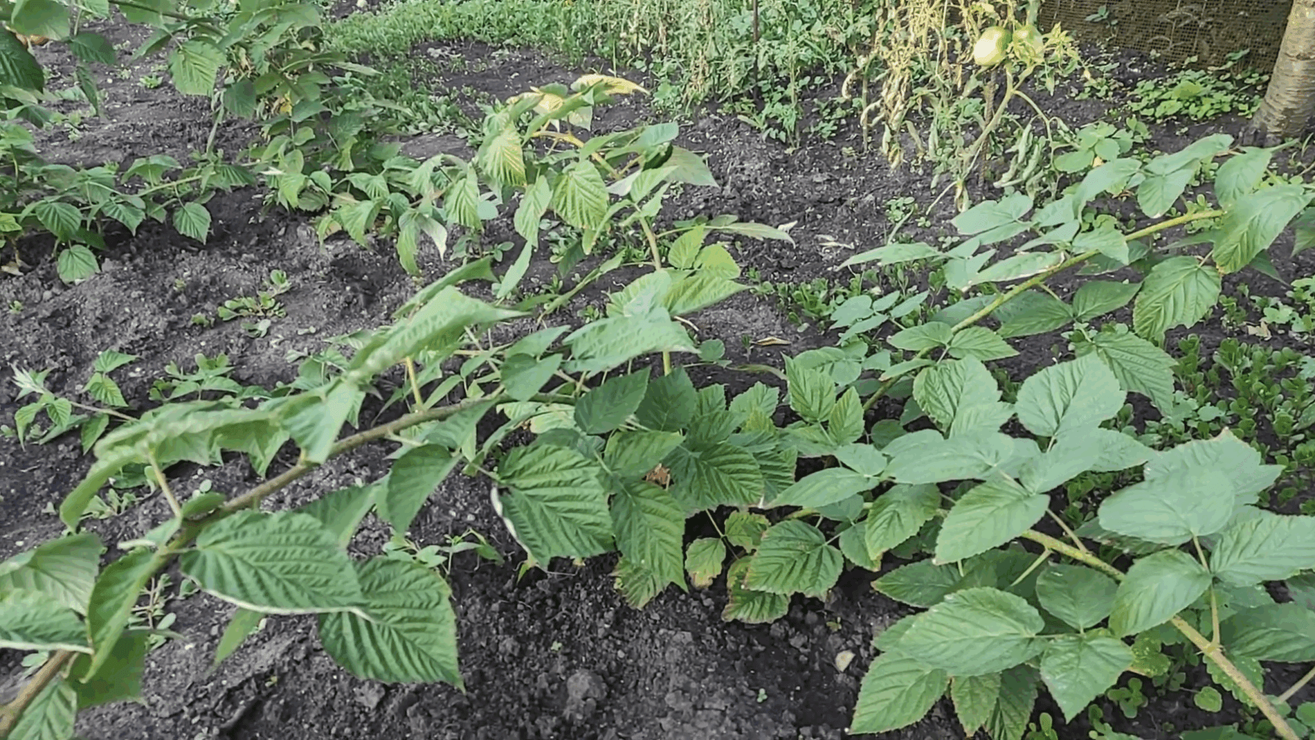 Експерти розповіли, як позбутися пурпурової плямистості на малині