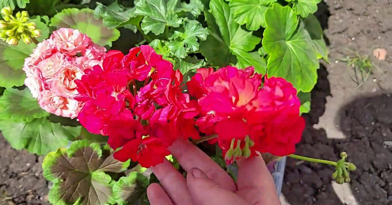 Квітникарі пояснили, яке добриво стимулює рясне цвітіння герані аж до осені