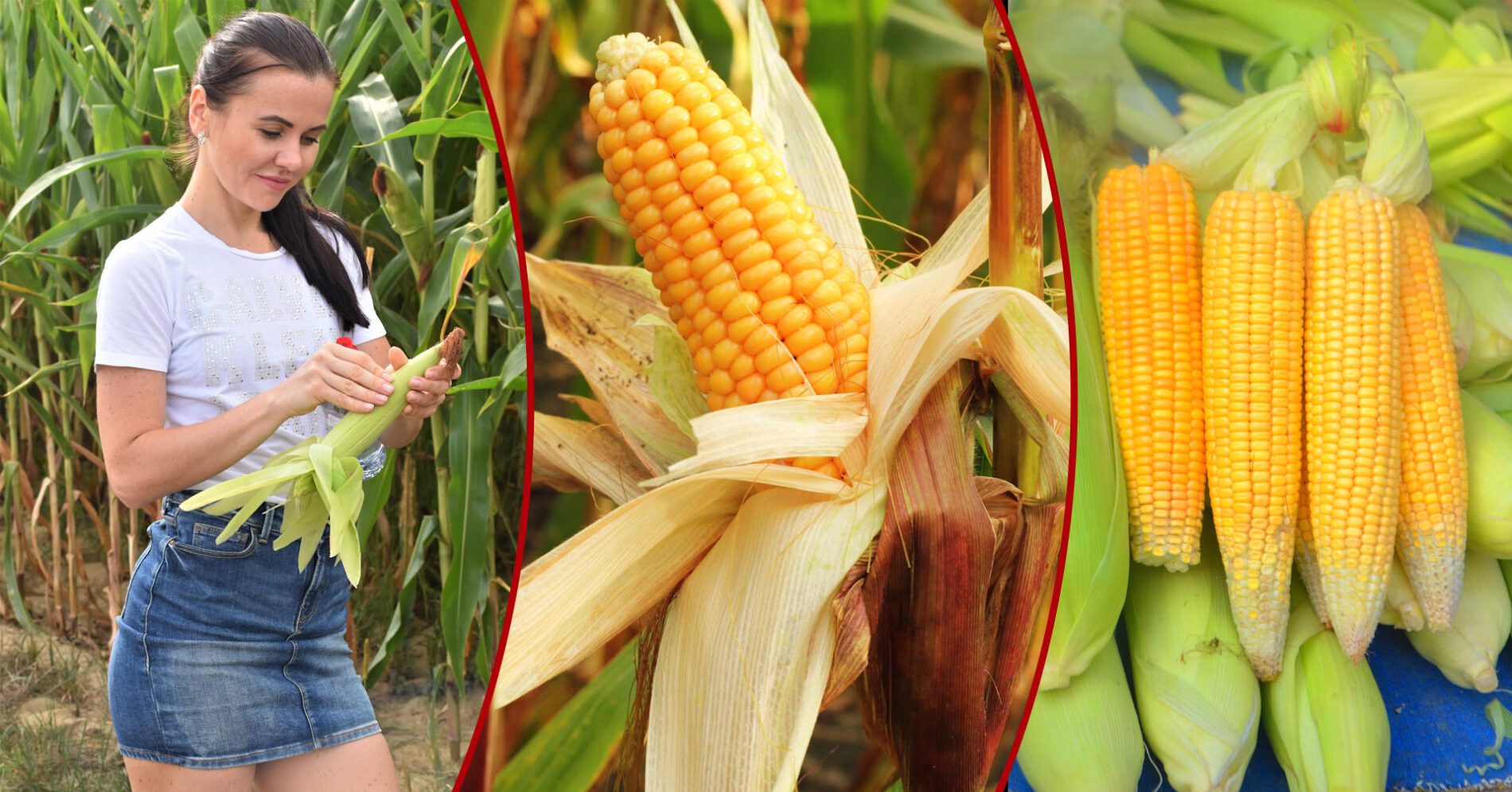 Агрономи назвали добриво, що підвищує цукристість кукурудзи