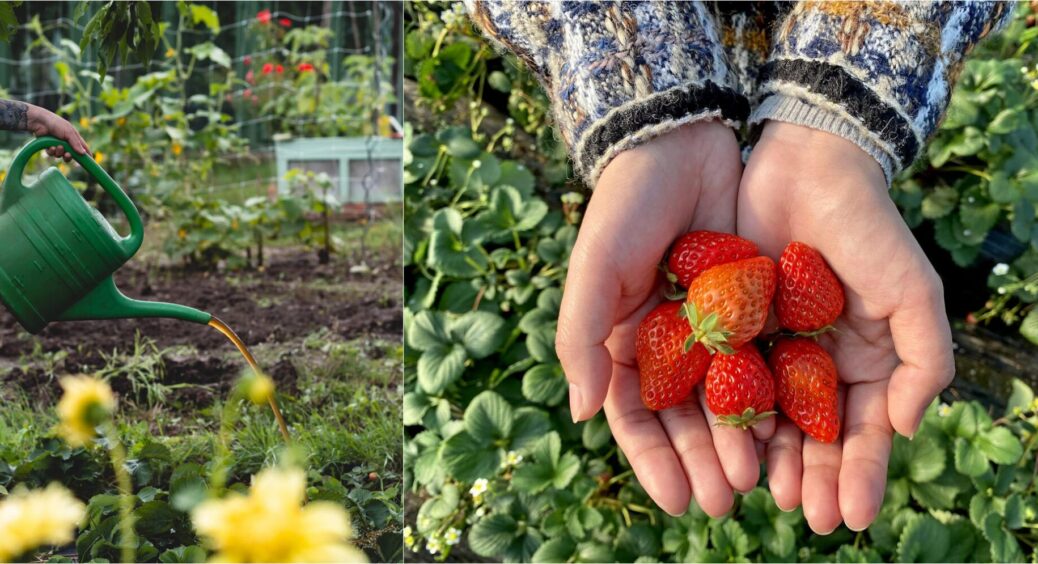 20 грамів цього під кущ – і полуниця “вибухає” врожаєм! Завжди збираю в 3 рази більше за всіх 