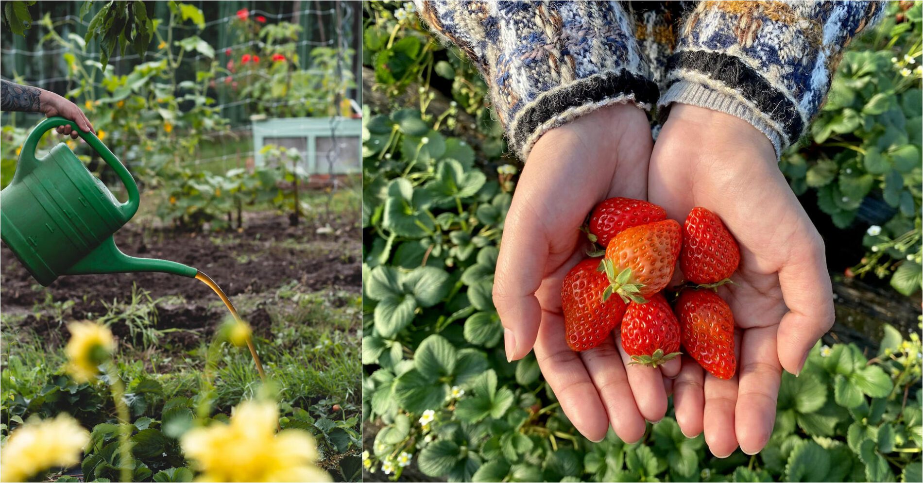 Експерти розповіли, як доглядати за полуницею у вересні