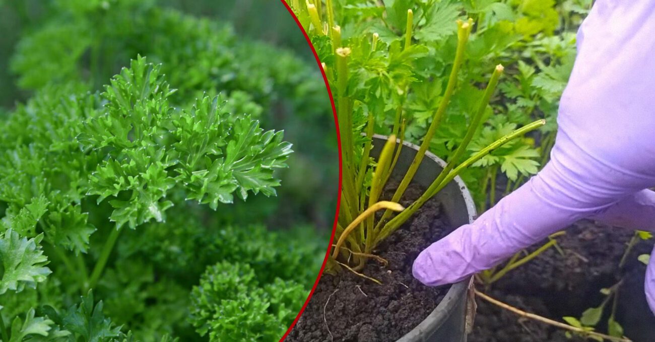 Городники назвали дешеву підживку для рясного росту петрушки