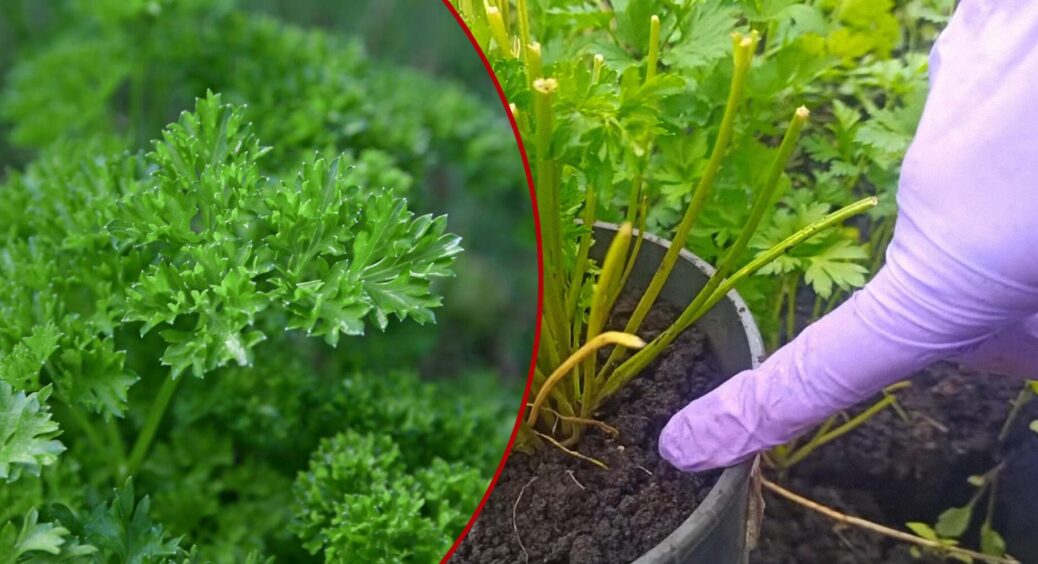 1 добавка і петрушка росте, як трава після косовиці: додаю в ґрунт – і зрізаю пучками до осені 