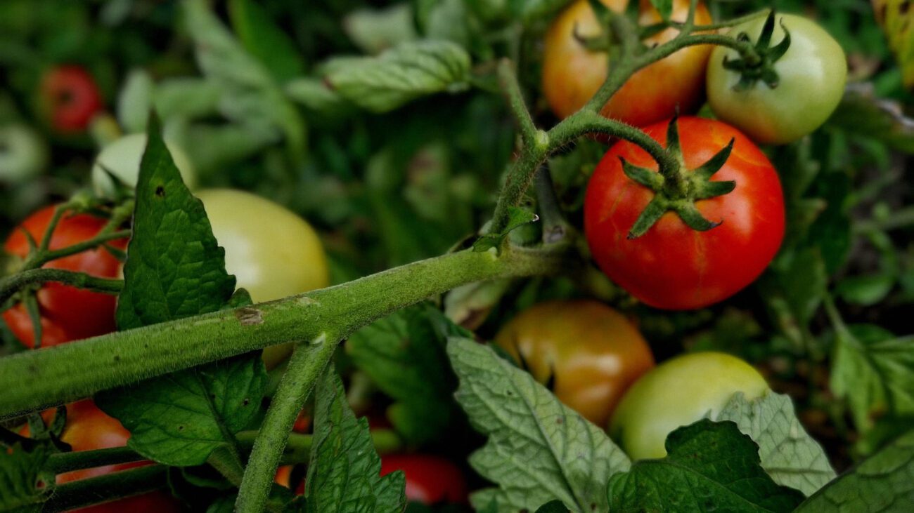  Садівники пояснили, завдяки чому помідори ростуть до двох метрів