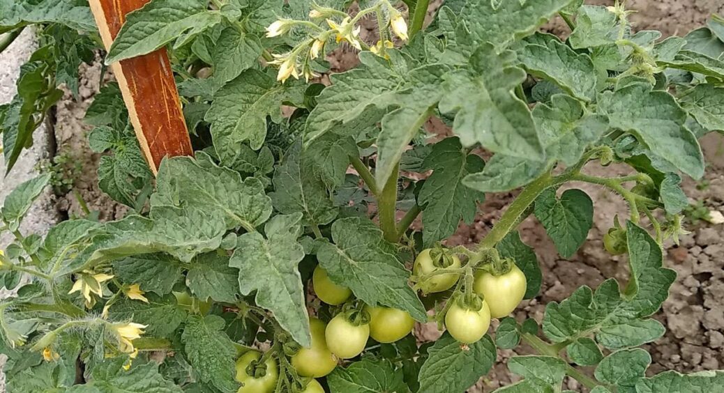 Це “золоті дні” для томатів: найсприятливіший період для пасинкування, удобрення, поливу – увага всім 