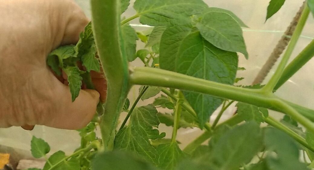 “Чаклую” над томатами суворо після 20 липня: у сусідів – пусто, а у мене – густо. Секрети пасинкування 