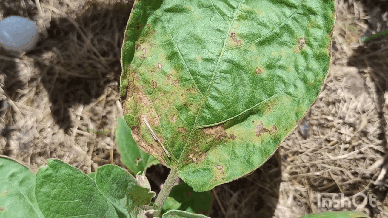 Експерти розповіли, як вилікувати альтернаріоз на городі