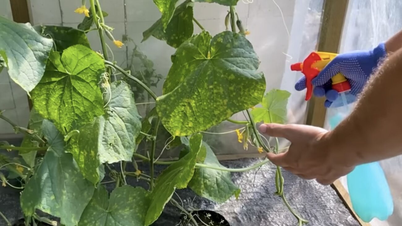 Городники розповіли, як лікувати пеноспороз на огірках 