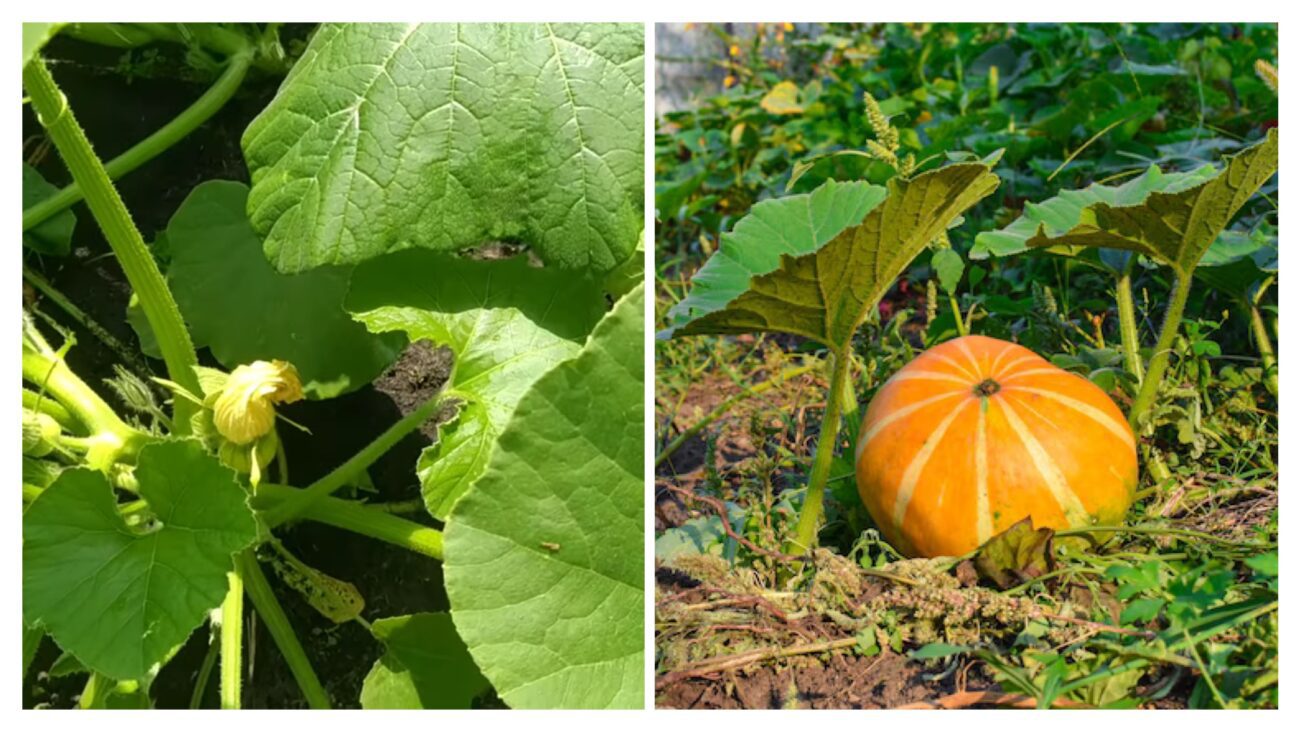 Агрономи розповіли, коли потрібно збирати гарбузи