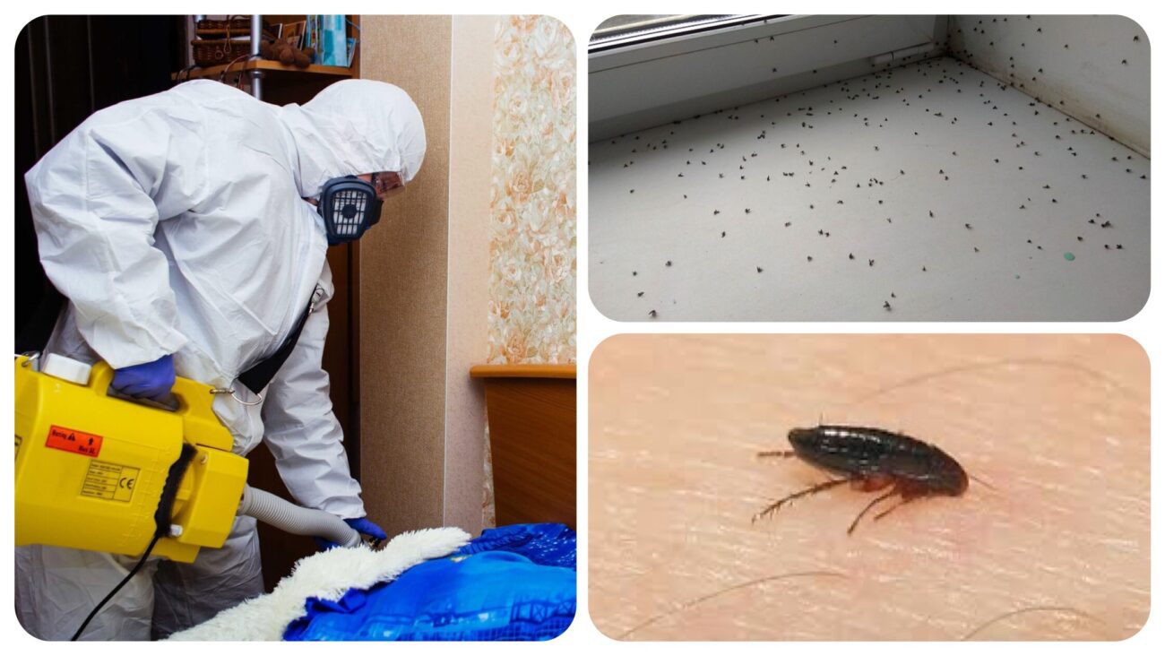 Господині розповіли, як зробити розчин, щоб позбутися вдома бліх та мошок 