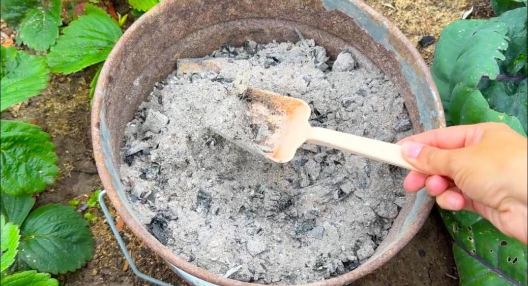 Золу під кущі не сиплю, бо ефекту майже 0: додаю 2 інгредієнти та збільшую корисність майже в 100 разів 