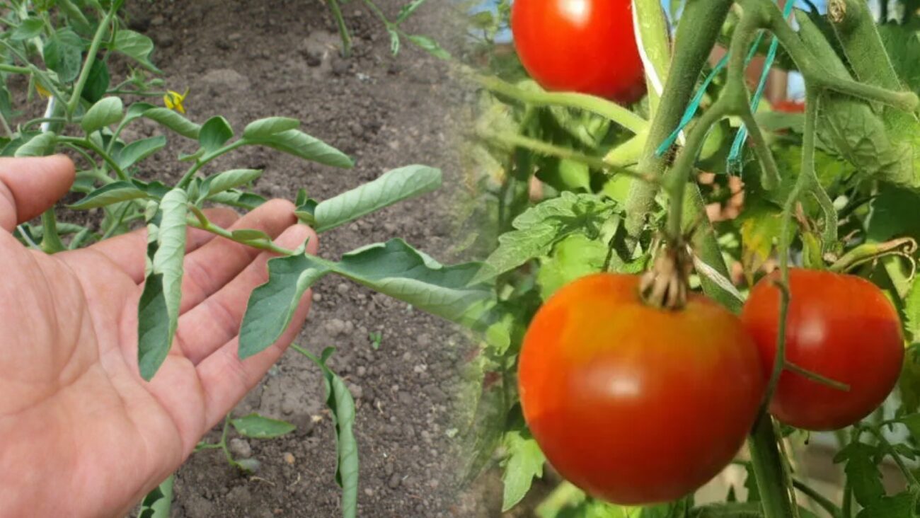Експерти розповіли про скручування листя у томатів 