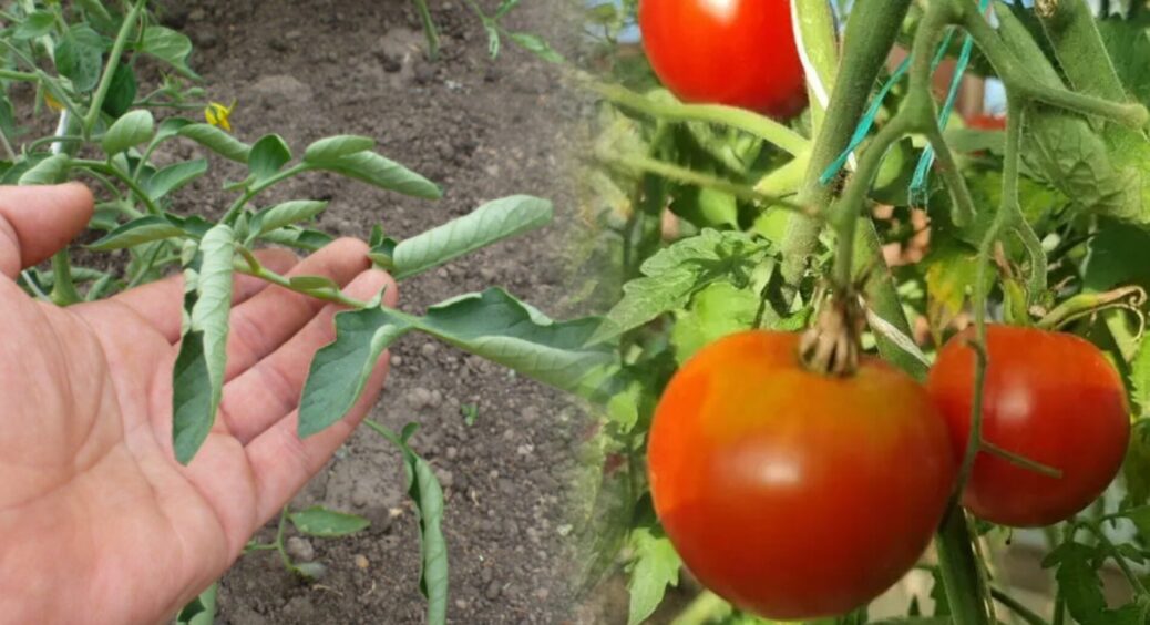 Помідор скрутив листя “човником”? Він загинається від спеки: терміново даю 1 інгредієнт, якщо на дворі +37 