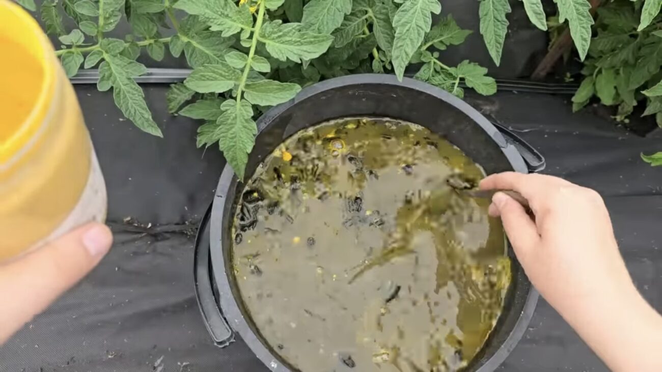 Городники розповіли рецепт універсального розчину від вершники і фітофтори Городники розповіли рецепт універсального розчину від вершники і фітофтори