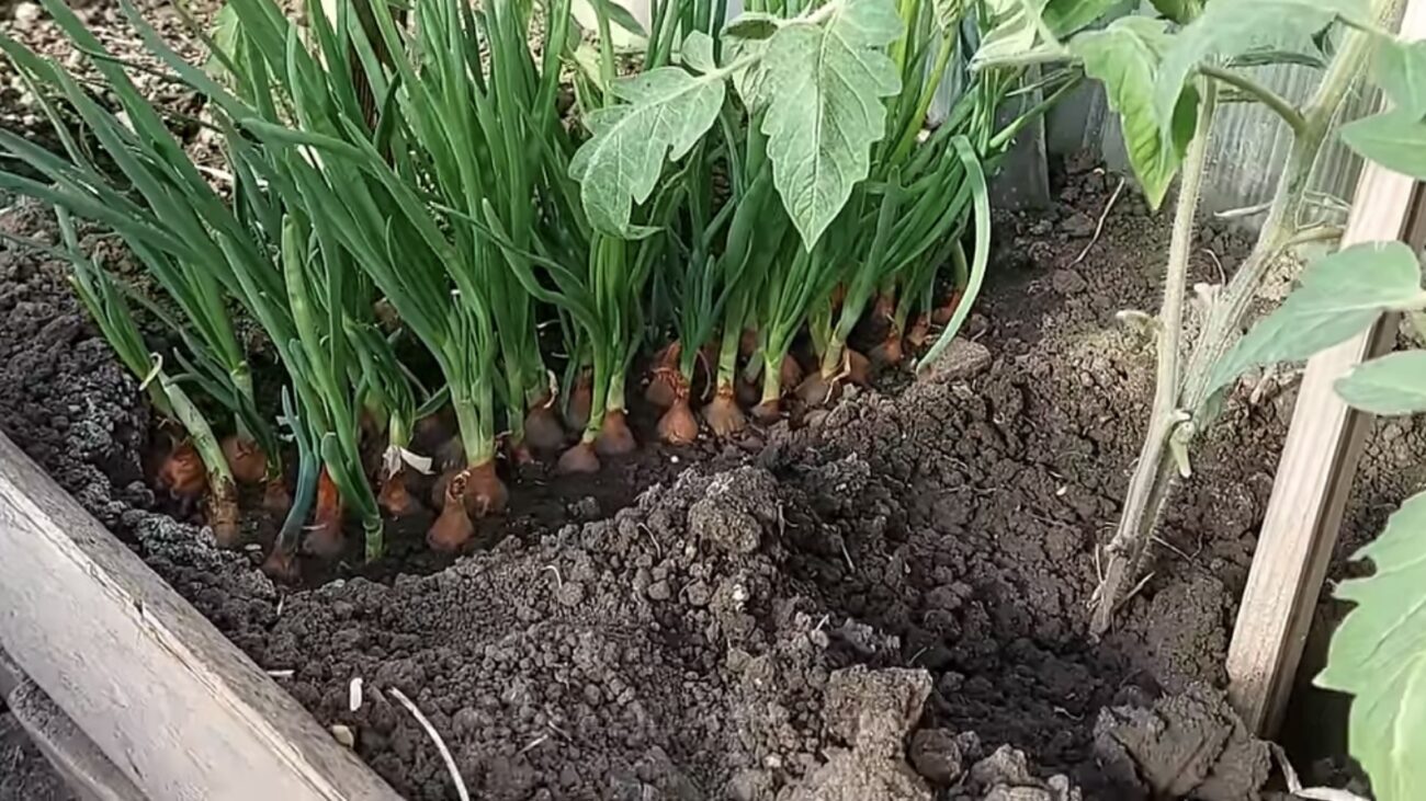 Городники розповіли, які культури можна повторно висаджувати в липні Городники розповіли, які культури можна повторно висаджувати в липні