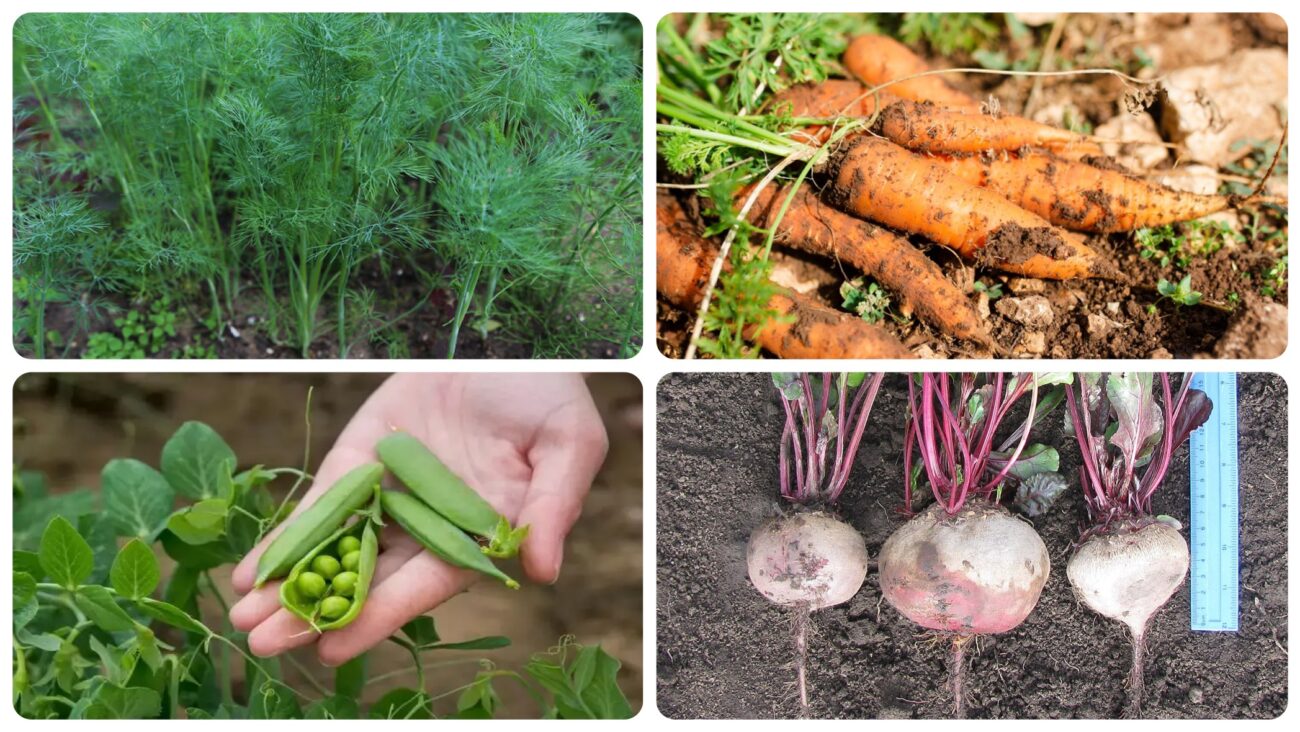 Городники розповіли, які культури можна повторно висаджувати в липні