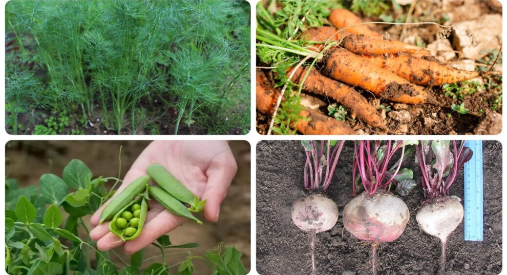 Ці овочі ще можна посадити в липні: грядка рясніє молодими пагонами, а врожай буде зберігатися всю зиму 