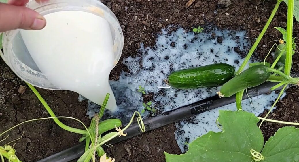 Молочні підкормки збільшують врожай огірків і ось чому: роблю так декілька разів на сезон, що і вам раджу 