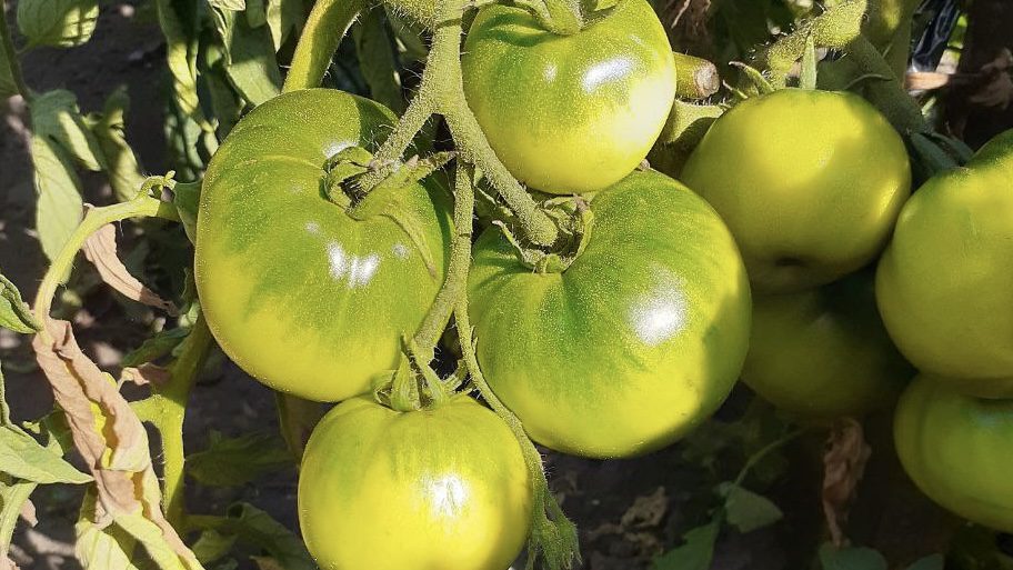 Городники розповіли, чому томати ростуть краще, якщо рідше їх поливати 