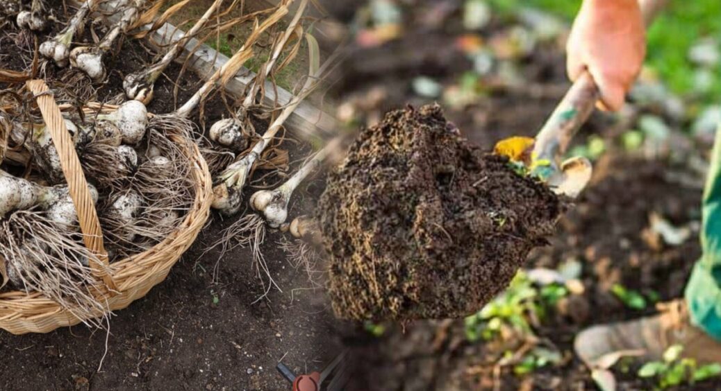 Готую грядку після часнику до нового сезону: 5 “трюків” перетворять ґрунт на чорнозем – роблю це ДО серпня 