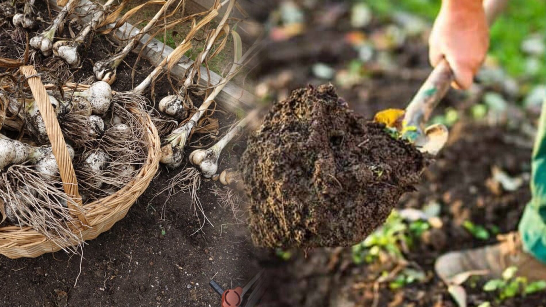 Городники розповіли, як підготувати грядку після часнику для нових культур  