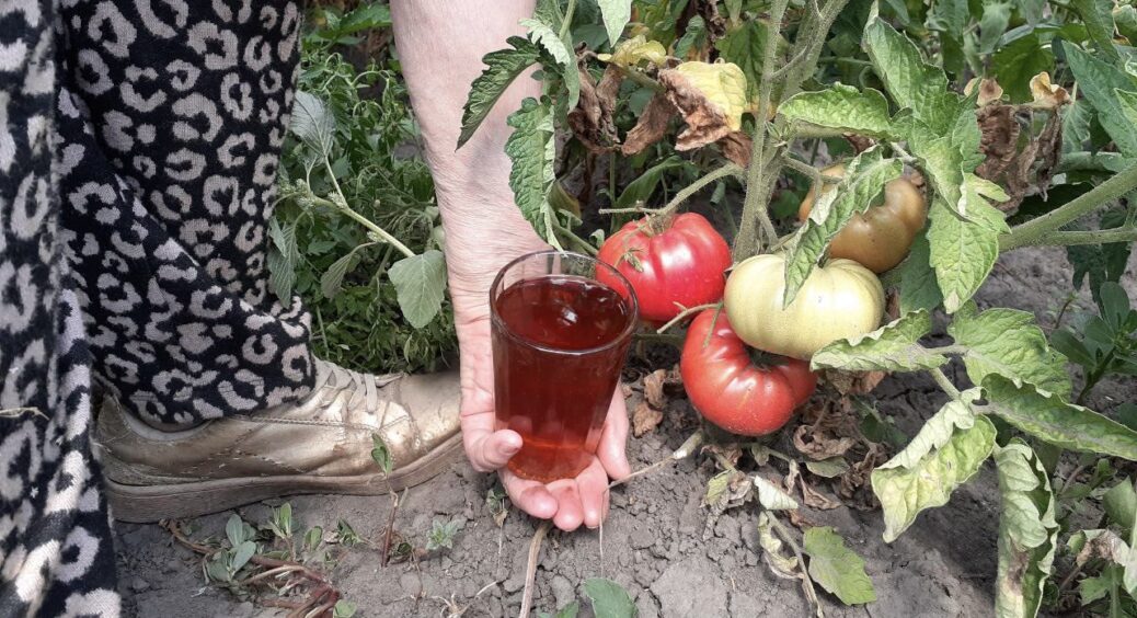 Не зола, а дещо цікавіше — даю томатам калій в натуральній формі: 1 стакан під кущ і збираю по 6 кг плодів 