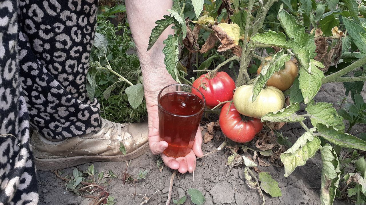 Городники розповіли, чим підживити помідори для покращення плодоношення 