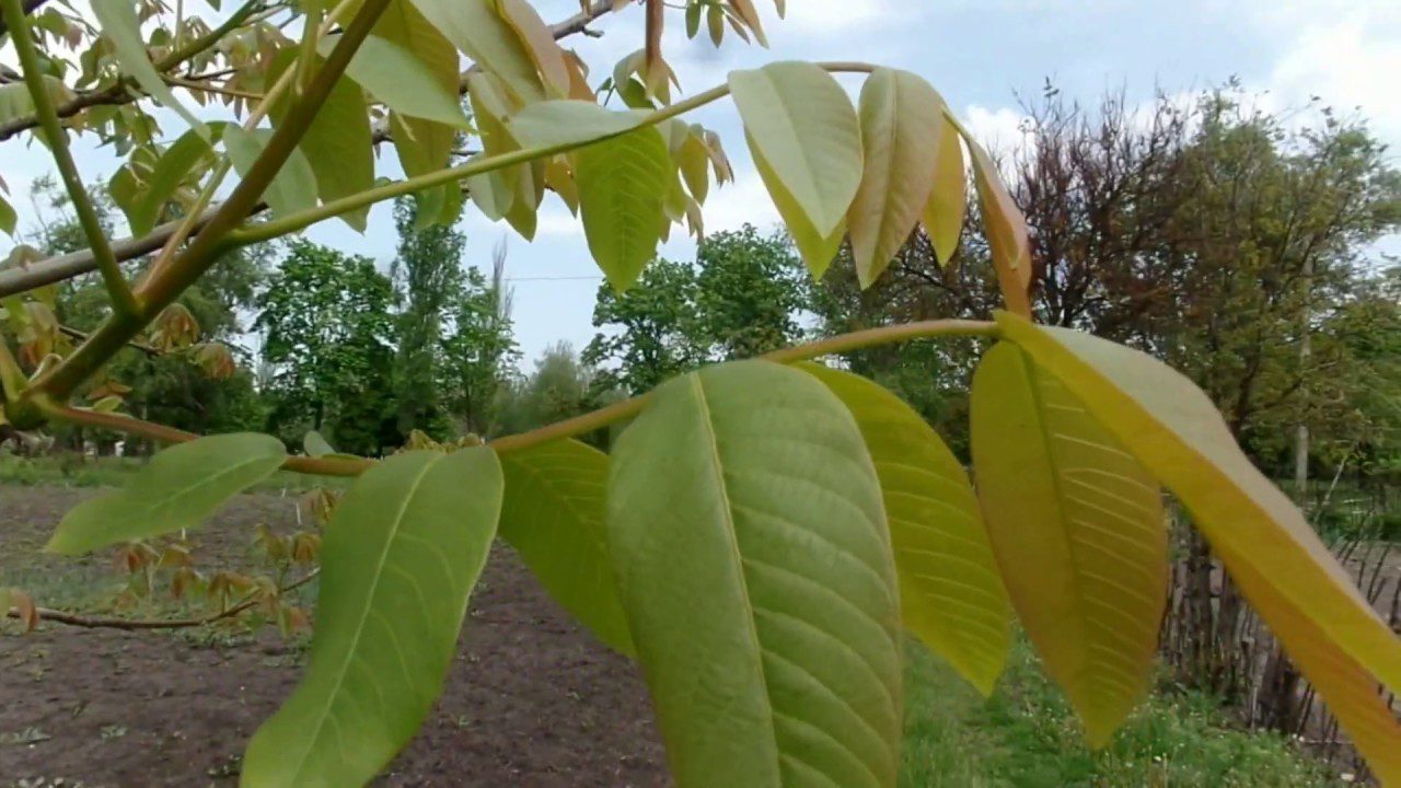 Городники розповіли, які продукти не можна класти в компост