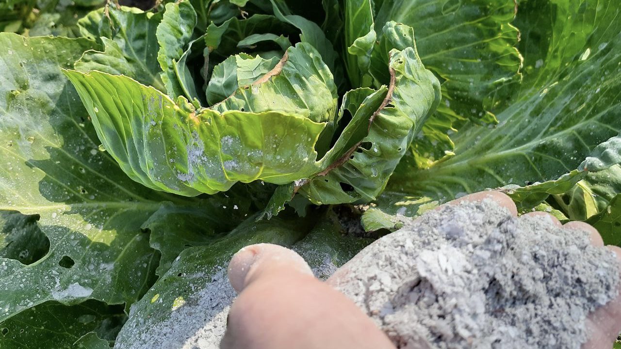 Городники розповіли, чим обробити капусту, щоб вона активно формувала качани