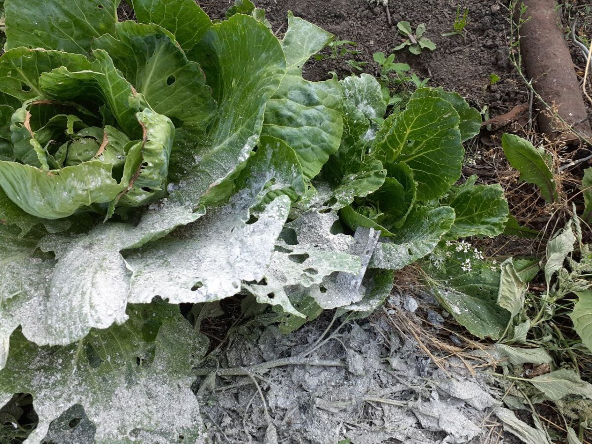 Городники розповіли, який інгредієнт поєднати з золою для підживлення капусти  